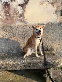 Shiba per accoppiamento