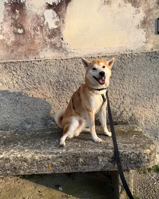 Shiba per accoppiamento