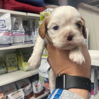 Cavalier king