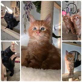 Maine coon con pedigree ENFI