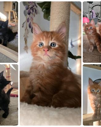 Maine coon con pedigree ENFI
