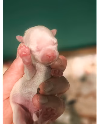 Cuccioli di chiwawa