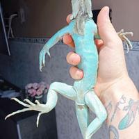 Iguana Blu