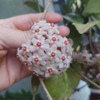 Hoya carnosa