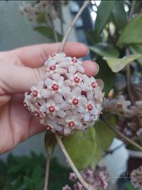 Hoya carnosa