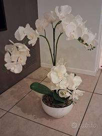 orchidea 
