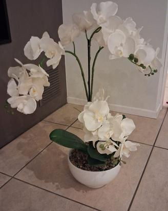 orchidea 