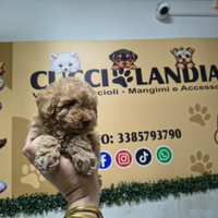 Barboncino toy red maschio anche a rate