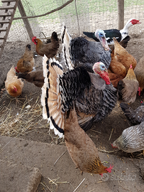 Tacchini maschio e femmina