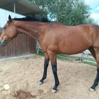 Cavallo salto ostacoli