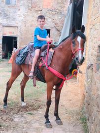 Cavallo Angolo Arabo 