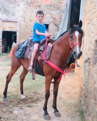 Cavallo Angolo Arabo 