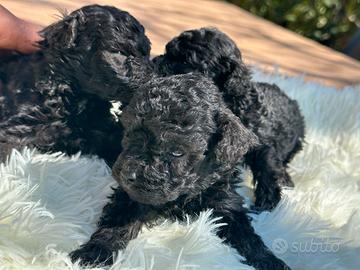 Barboncino minitoy, Toy è nano