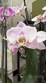 Orchidea Phalaenopsis Carola