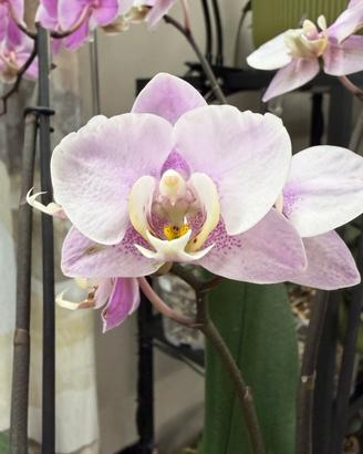 Orchidea Phalaenopsis Carola