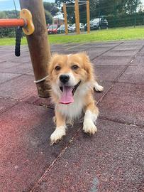 Cane docile e affettuoso