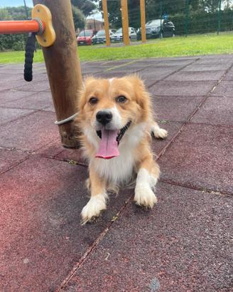 Cane docile e affettuoso