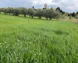 Terreno agricolo a Misano Adriatico