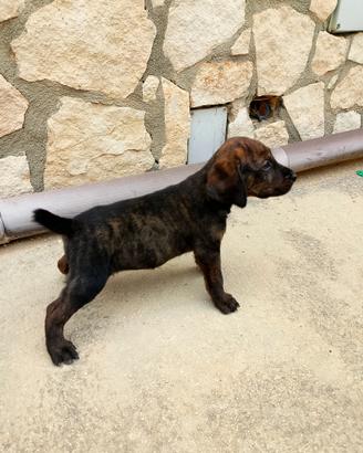 Cani da cinghiale