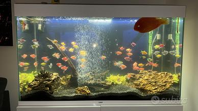 Acquario 