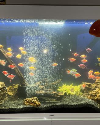 Acquario 