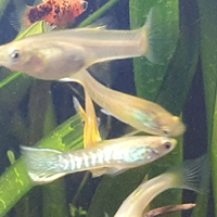 Endler snake skin blonde