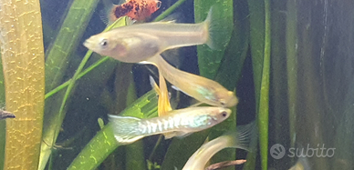 Endler snake skin blonde