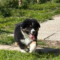 Pastore Australiano cuccioli