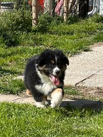 Pastore Australiano cuccioli