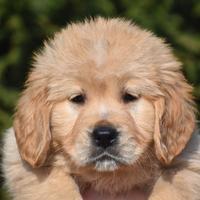 Cucciola golden retriever