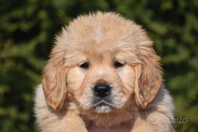 Cucciola golden retriever