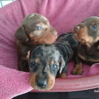 Bassotto nano arlecchino