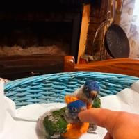 Pappagalli allevati a mano