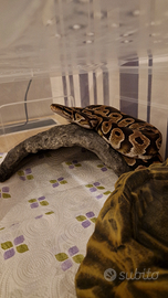 Pitone reale con 2 terrari e cibo