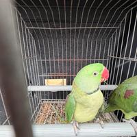 Coppia grande alessandrino