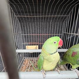 Coppia grande alessandrino