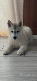 Siberian husky