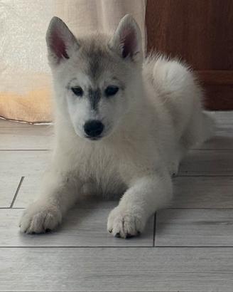 Siberian husky