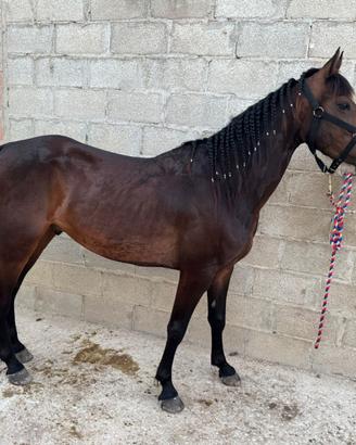 Puledro quarter horse