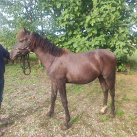 Cavallo andaluso