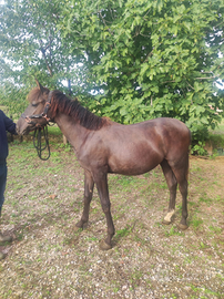 Cavallo andaluso