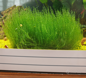 Java moss o muschio di giava
