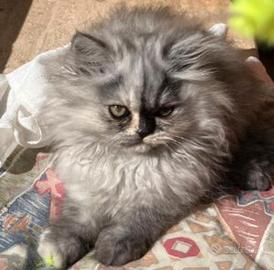 Gattina cincilla silver pointh