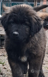 Cuccioli di pastore del caucaso