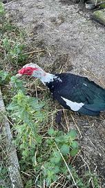 Anatra muta maschio