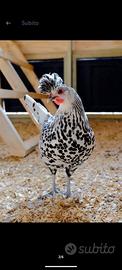 Galline ornamentali