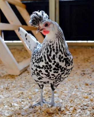 Galline ornamentali