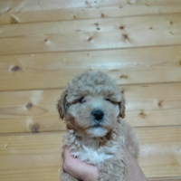 Maltipoo albicocca Toy 2 Maschietti
