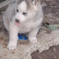 Siberian Husky