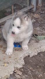 Siberian Husky